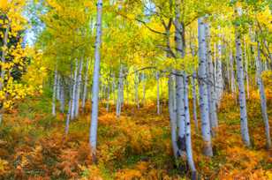 Aspen forest on Ohio Pass-2061